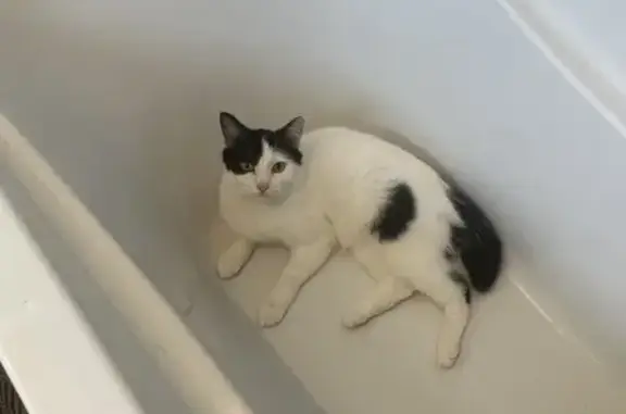 Chat perdu, Nouvelle-Aquitaine, photo: Chat perdu à Blanquefort, secteur Breillan
