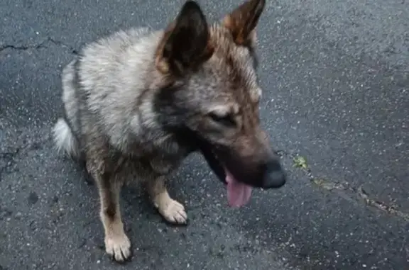 Chienne trouvée, bien dressée à St Symphorien - photo