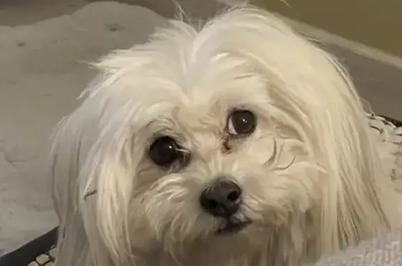 Chienne Coton De Tuléar perdue à Blagnac - photo