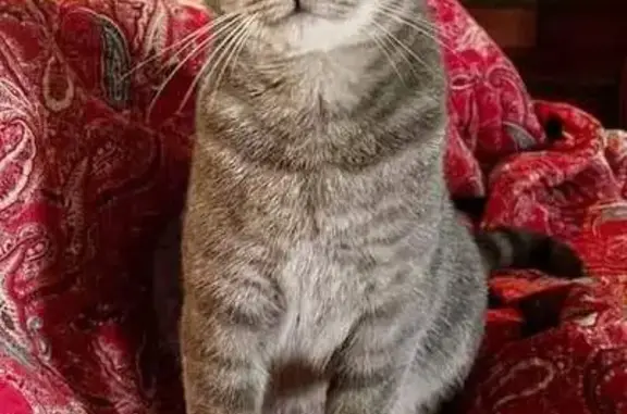 Missing Grey Tabby Cat - Plumbago Crescent