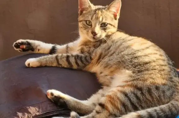 Lost Calico Kitten Needs Urgent Care in Durban