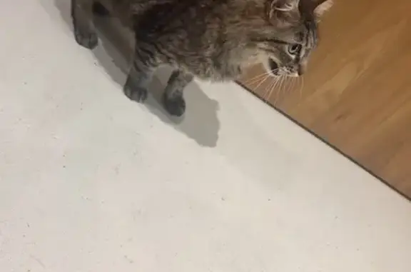 Chat trouvé, peut-être enceinte, Place Churchill - photo