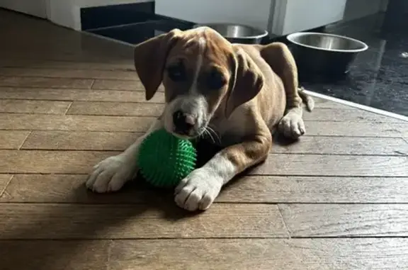 Chien mâle trouvé près du Zénith Limoges - photo