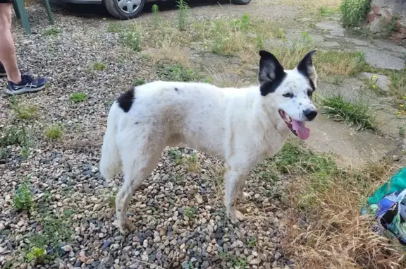Chien mâle blanc et noir trouvé à Épercieux - photo