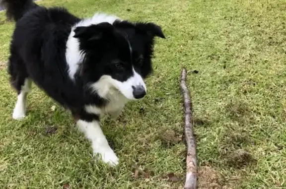 Missing Border Collie in Strathmore Park