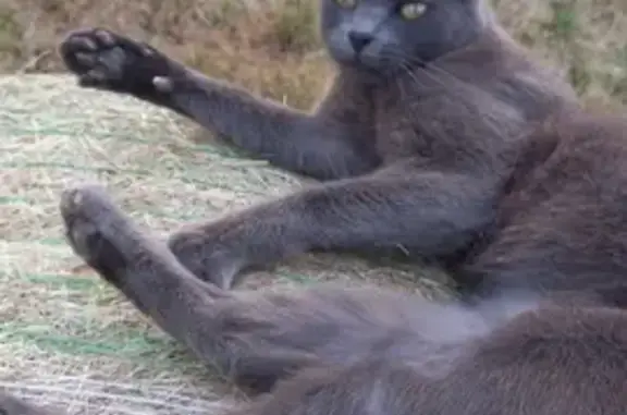 Animaux perdus , photo: Chat perdu : Grisou, sociable et svelte