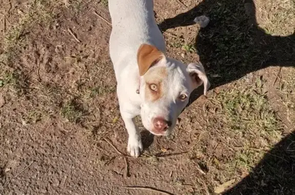 Missing German Pit Puppy - Pinetown