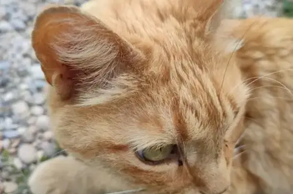 Chat sociable trouvé, cherche propriétaires - photo