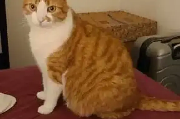 Animaux perdus Wintzenheim, photo: Chat roux et blanc perdu à Wintzenheim