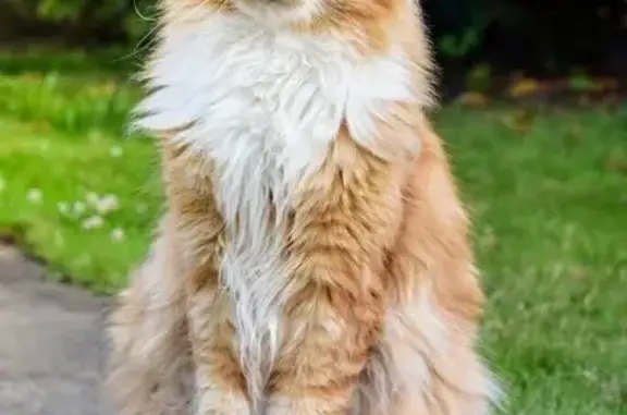 **¡Gato Maine Coon Perdido en Agua Dulce, Oaxaca!**