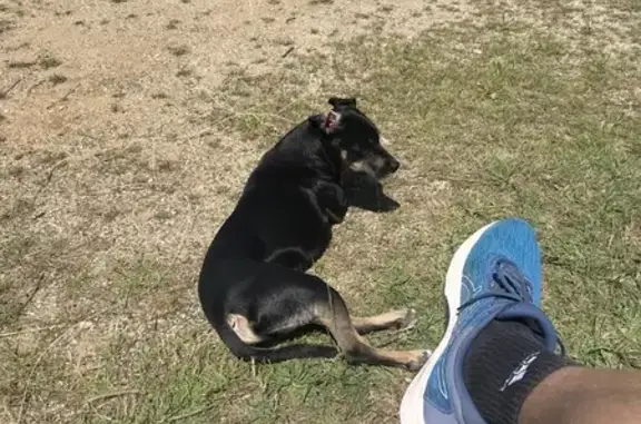 Chien trouvé au tennis club de Vieux-Boucau - photo