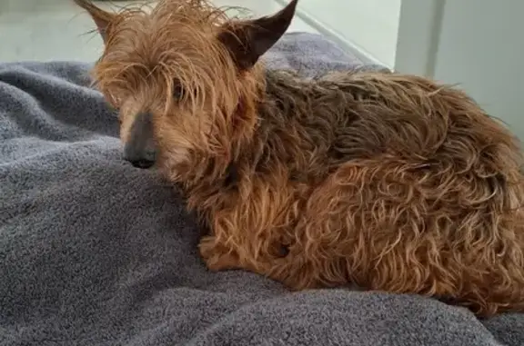 Animaux trouvés , photo: Chien mâle noir et feu trouvé à Wittisheim
