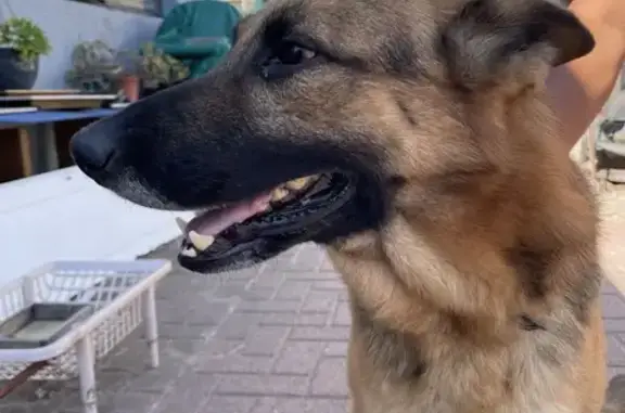 Lost German Shepherd: Lansdowne Rd, Cape Town