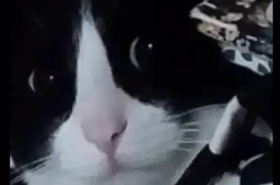 Lost Tuxedo Cat: Skittish, Loves Kids & Gardens