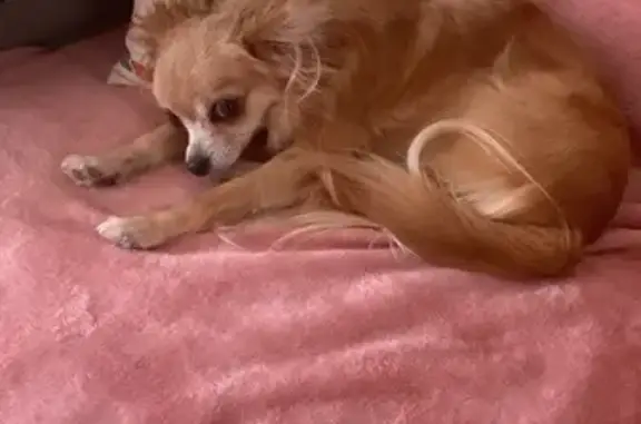 Chien perdu Viry-Châtillon, photo : Chihuahua sable Tootsy perdue à Viry-Châtillon