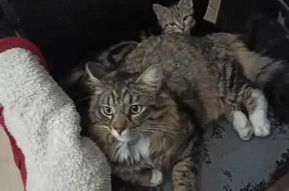 Animaux perdus Gentilly, photo: Chat perdu à Gentilly, 94 : Aidez-nous !