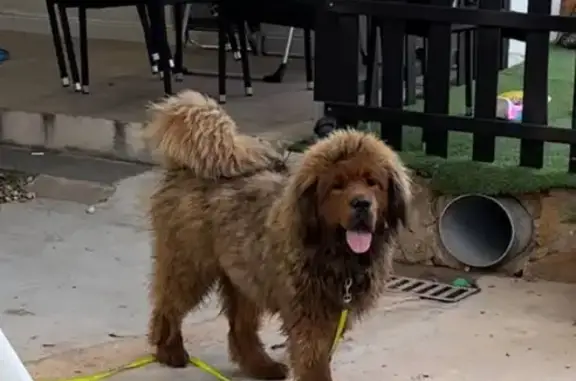 ¡Ayuda! Perdido Perro en Manises - Encuéntralo