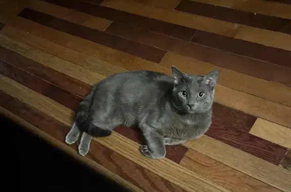 Lost Grey Cat with White Spot - Brentwood