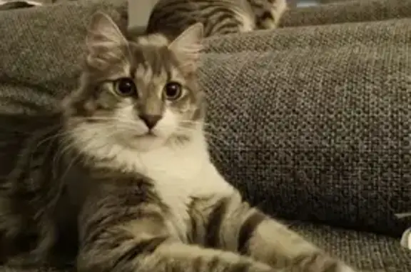 Animaux perdus Coursan, photo: Chat perdu secteur Coursan, contactez-nous !