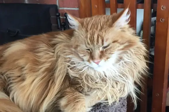 Missing Shaved Orange Maine Coon in Lexington