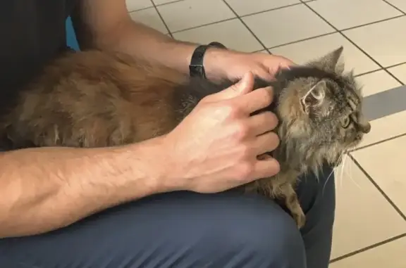 Chatte tigrée trouvée, malade, rue du Patronage - photo