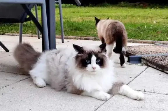 Animaux perdus Limoges, photo: Chat Ragdoll 11 mois perdu à Limoges