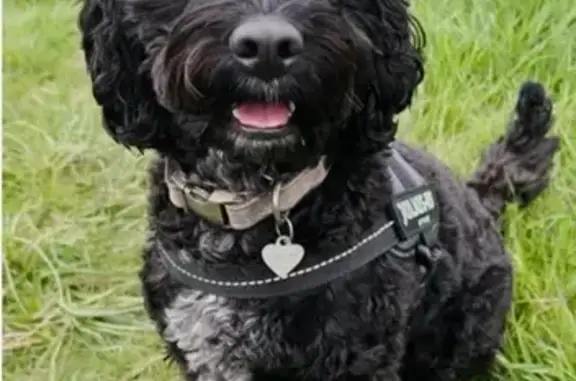 Missing Cockapoo: Rosie in Hapton, England