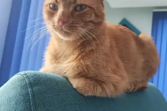 Chat trouvé Bourgogne-Franche-Comté, photo: Chat roux mâle trouvé à Pougues-les-Eaux