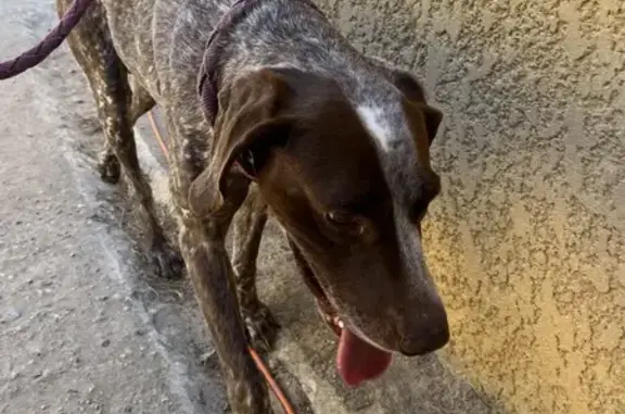 Chien de chasse trouvé au poney club Marguerittes - photo
