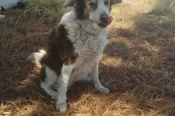 Animales perdidos , foto: Perro Perdido: Cruza de Border Collie, 14 Años, Puebla