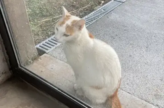 Chat mâle castré trouvé, craintif mais docile - photo
