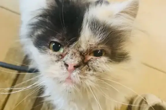 Chatte persane câline trouvée à Tourlandry - photo