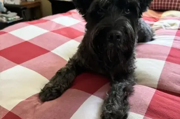 Found: Sweet Black Schnauzer/Poodle Mix