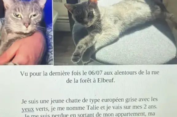 Chat perdu Rue de la Forêt, 16 Elbeuf - photo