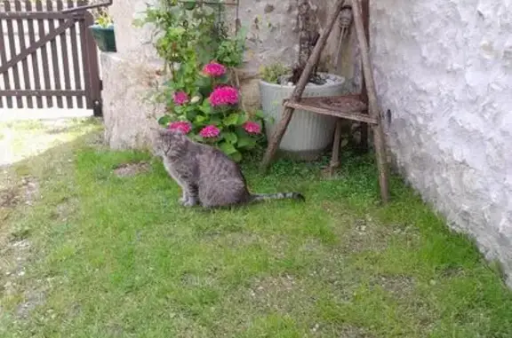Chat gris tigré trouvé, Place du Chanoine Roche - photo