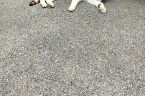 Chat trouvé sous voiture, Rue de l'Égalité - photo