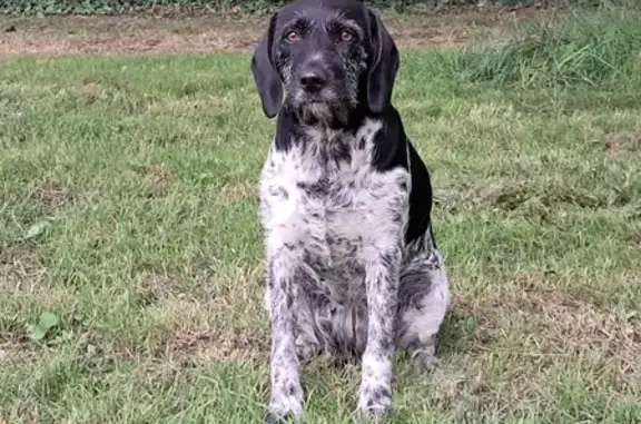 Chienne noire et blanche trouvée à Moisdon - photo