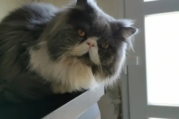 Animaux perdus Reims, photo: Chat Persan gris/blanc disparu à Reims
