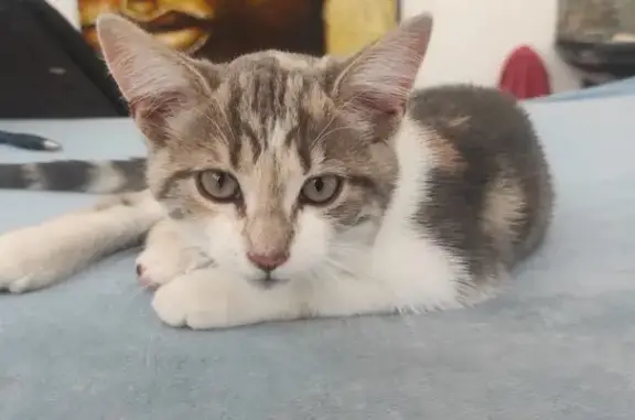 Chaton tricolore trouvé à Fuveau - photo