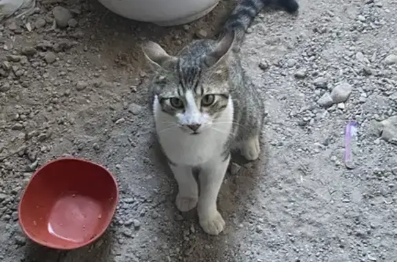 ¡Gato Perdido! Pardo Gris y Blanco en Chihuahua