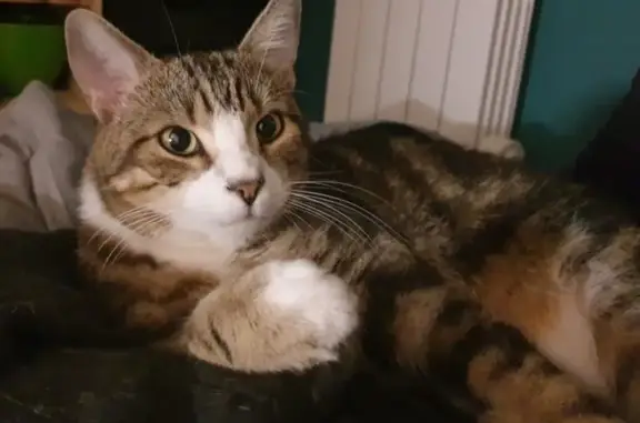Animaux perdus Carquefou, photo: Chat mâle Foxy disparu à Carquefou