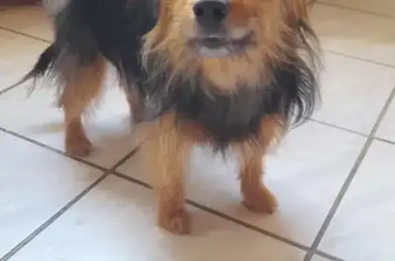 Chienne trouvée à Courpignac (17100) - photo