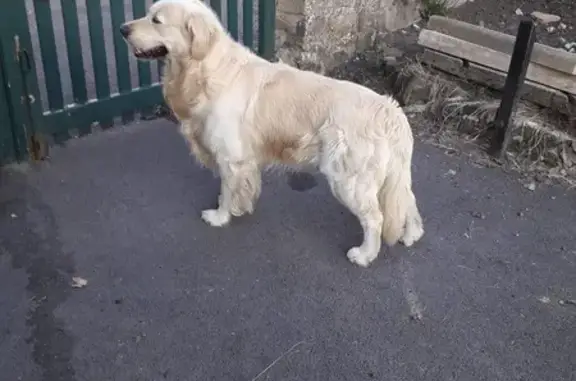 Chien perdu Anor, photo : Chien disparus: Nougat et Lewis, Rue Delloue