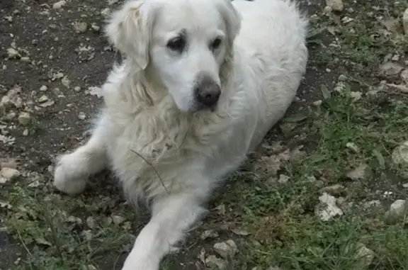 Animaux perdus , photo: Chien perdu : Golden femelle Fripouille, 14 ans