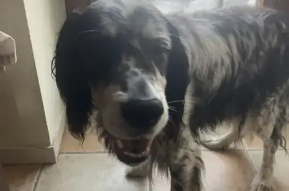 Chienne setter noir et blanche trouvée à Benet - photo