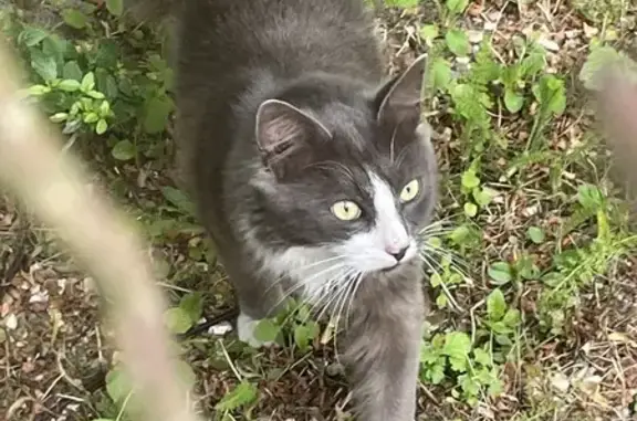 Chat trouvé impasse de la Hardière, Melleroy - photo
