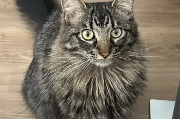 Lost Cat Frankie: Gray/Brown, Fluffy Tail, Denver