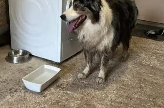 Berger australien bleu merle trouvé à Bauzy - photo