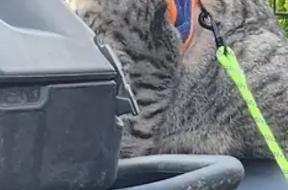 Animaux perdus Haubourdin, photo: Chat sociable disparu à Haubourdin, récompense