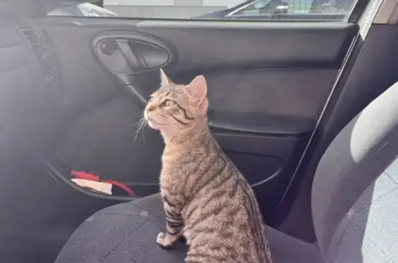 Gatos perdidos, , foto: ¡Ayuda! Gata Atigrada Perdida en Andalucía